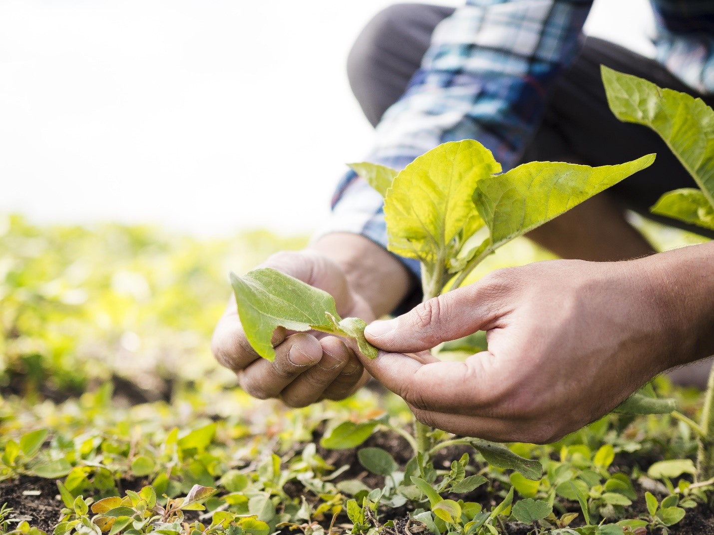 Seaweed Extract and Humic Acid as Plant Growth Enhancers